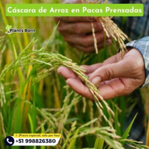 Cáscara de Arroz en Pacas prensadas - Imagen 4