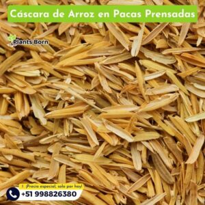 Cáscara de Arroz en Pacas prensadas - Imagen 5