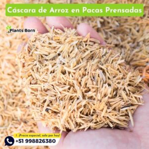 Cáscara de Arroz en Pacas prensadas - Imagen 3