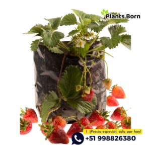 Esquejes de Fresas en Bandejas - Imagen 4