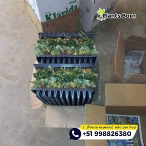 Esquejes de Fresas en Bandejas - Imagen 3