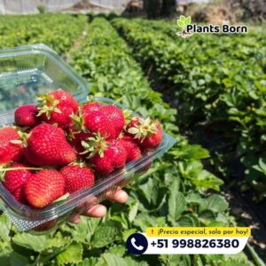 Esquejes de Fresas en Bandejas - Imagen 5
