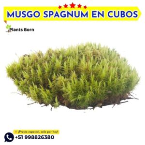 Musgo Spagnum Nacional - Imagen 4
