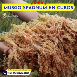 Musgo Spagnum Nacional - Imagen 5
