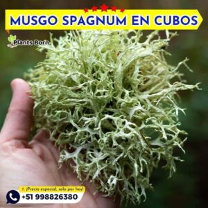 Musgo Spagnum Nacional - Imagen 6