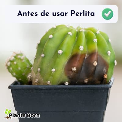 Antes
