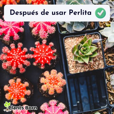Después
